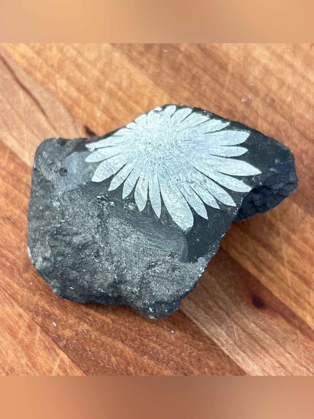 Chrysanthemum Stone Freeform Specimen - 78g